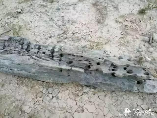 沉香木钓鱼视频大全,沉香木钓鱼