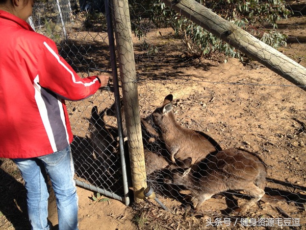 袋鼠靠什么维持平衡,袋鼠抗击能力怎么样