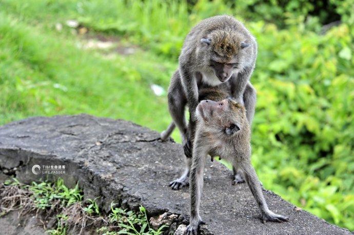 巴厘岛情人崖猴子,巴厘岛最美情人崖