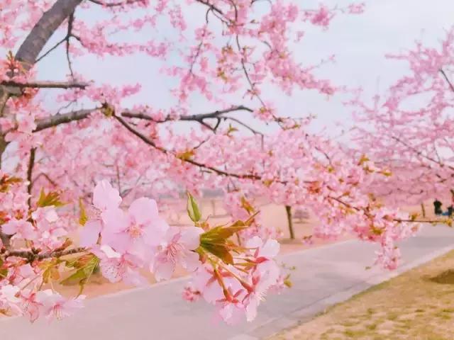 初春の樱花季|春风十里,我在辰山树下等你~