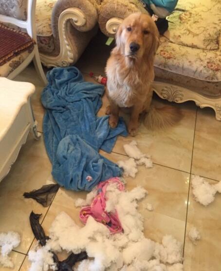 主人不小心踩到狗怎么办,踩到狗狗怎么判断它没事