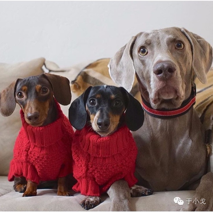 过年什么礼物给父母,过年啥礼物上档次