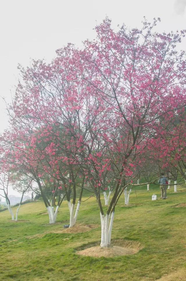 南宁游玩踏青攻略路线推荐,南宁春游赏花攻略图