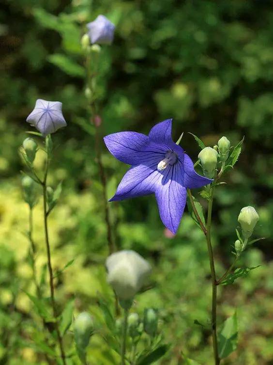桔梗花：爱你永不悔