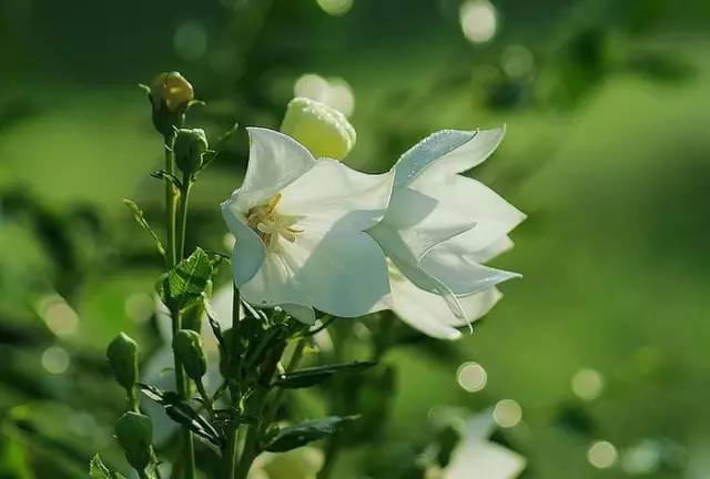 桔梗花：爱你永不悔