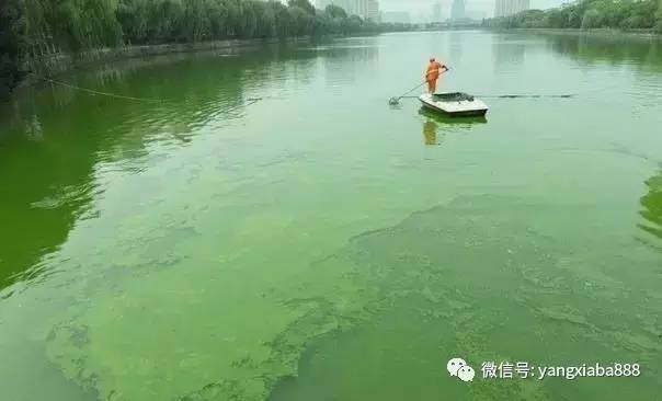 养殖塘的藻类培养技巧牢记这三点,如何提高水产养殖效益