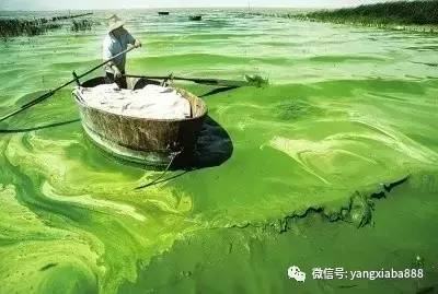 养殖塘的藻类培养技巧牢记这三点,如何提高水产养殖效益