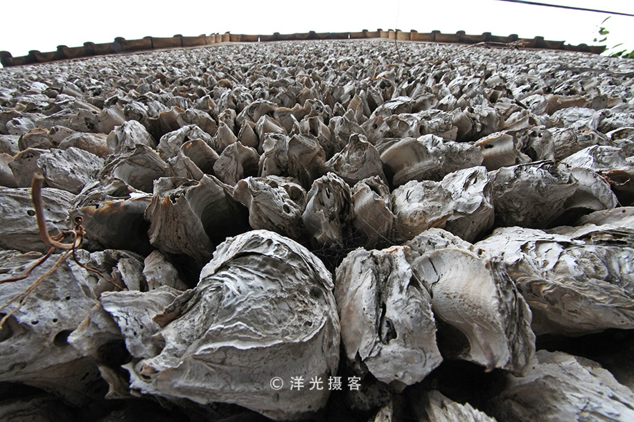 榕树不容人容人不榕树是什么意思,为什么有榕树不容人的说法