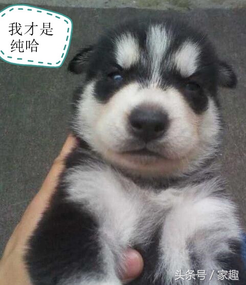 男子求鉴定狗仔是不是二哈，网友笑喷：土狗还能串出三把火，牛逼