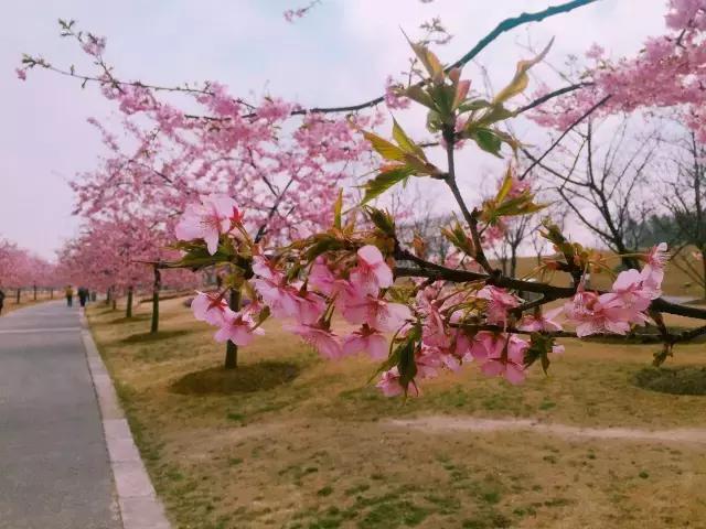 初春の樱花季|春风十里,我在辰山树下等你~