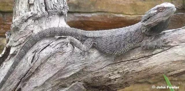 黑色鬃毛的狮子厉害吗,黑色鬃狮蜥