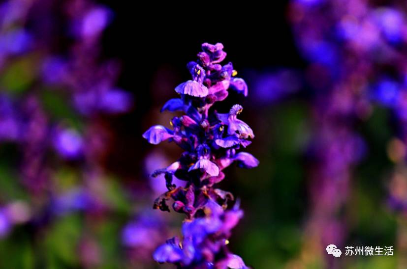 这个季节苏州有什么好玩的地方,目前苏州最好玩的地方是哪里