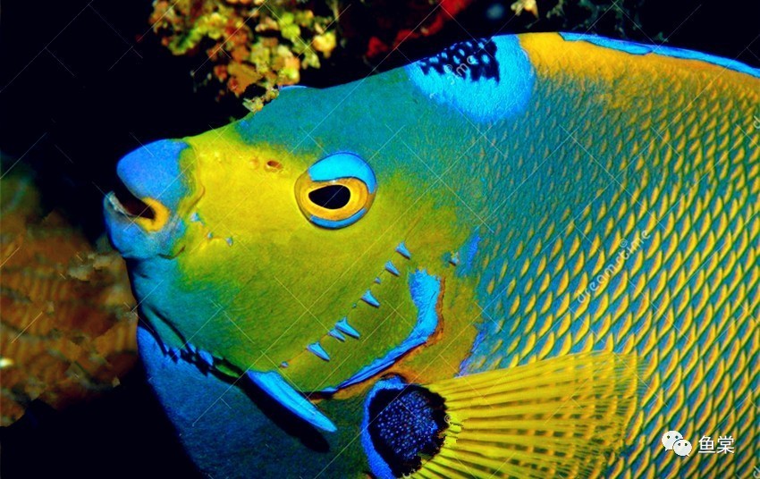 硝酸盐和亚硝酸盐的四种鉴别方法,海缸硝酸盐值多少正常