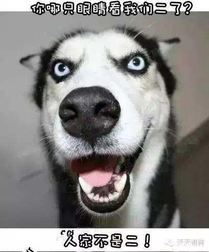 怎样尽快训一只成年狗熟悉自己,怎么努力训好一只狗