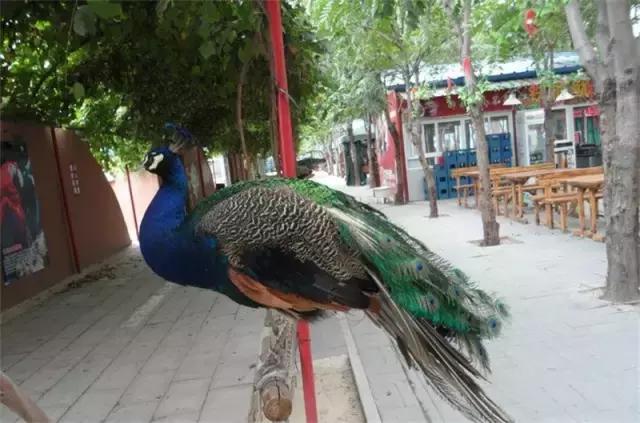 厉害了我的廊坊！这个有着美丽风景和高颜值的城市，变身“网红”