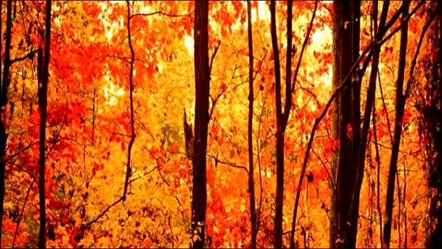 飞花令诗句大全最新版,中国诗词飞花令大全带赏析