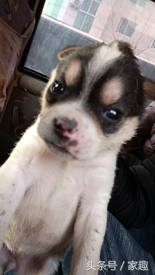 男子求鉴定狗仔是不是二哈，网友笑喷：土狗还能串出三把火，牛逼