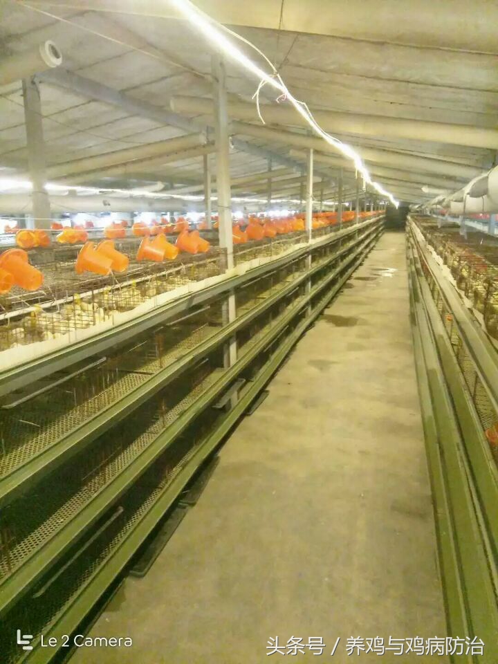 led节能鸡场专用暖光灯,鸡舍专用照明灯led