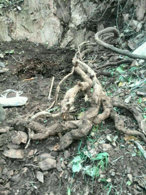 植物界的熊猫,熊猫的医用价值