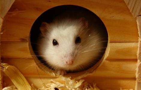 饲养仓鼠的正确方法,仓鼠老婆婆饲养教程