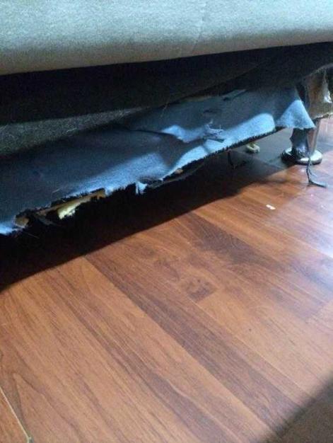 哈士奇拆家被捉一脸不服,哈士奇拆完家被主人骂