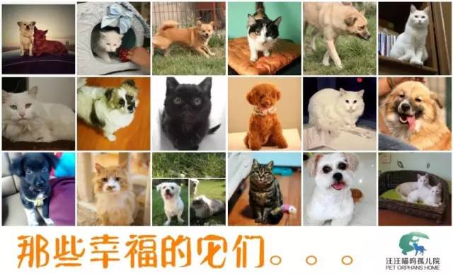 流浪动物救助志愿者全集,遇见流浪动物时怎么做最合适