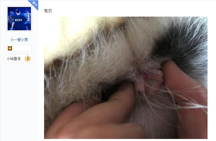 哈士奇身上长脓包,哈士奇豆豆被虫子咬了