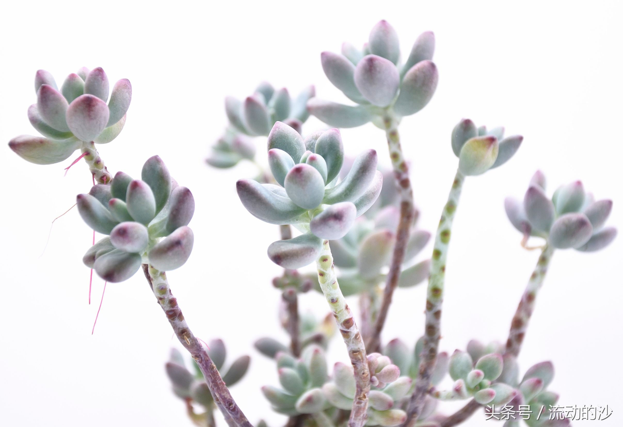 澶氳倝姹ゅ,澶氳倝妞嶇墿姹ゅ