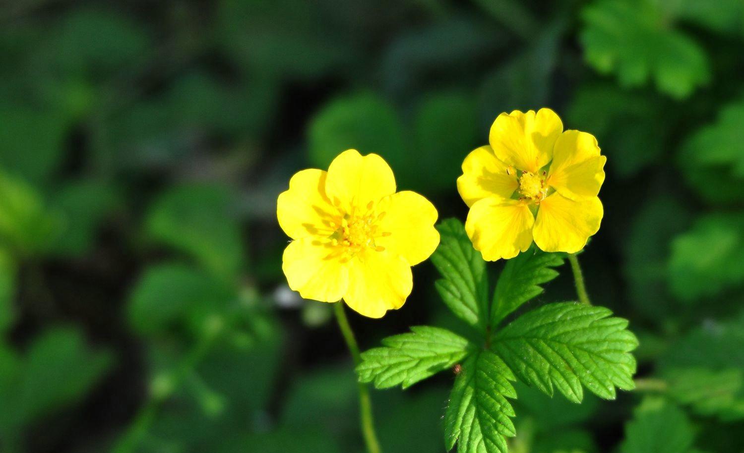 《本草》植物志之蛇莓蛇含：与蛇为伍，却不蛇心蛇貌