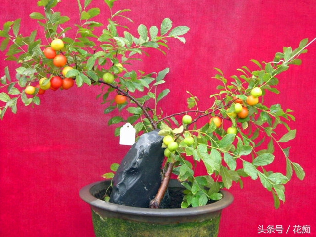 欧李在我国哪些地方最适合种植,野生欧李能移栽吗