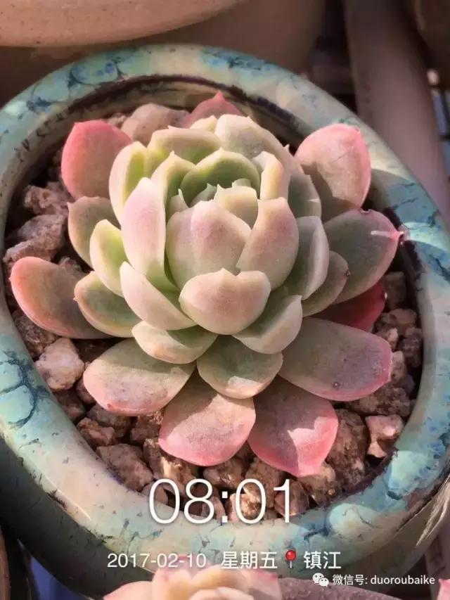 一株多肉治愈整个人心,一棵多肉的逆袭