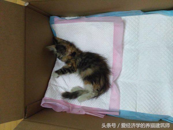 猫死在屋里腐烂了怎么处理,猫死多久身体僵硬