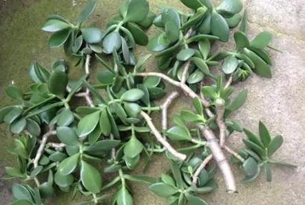 枯萎的花不能要了就该扔到垃圾桶,这五种花千万不要买