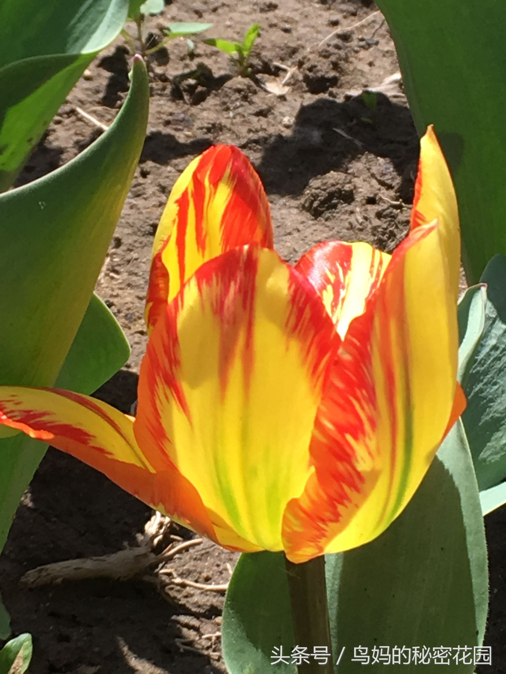 郁金香土培开了花还能复花吗,哪些郁金香花可以复花种植