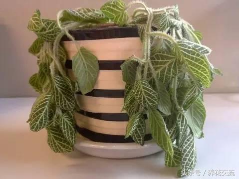 半死不活的植物还能救活吗,如何挽救一棵快死的植物