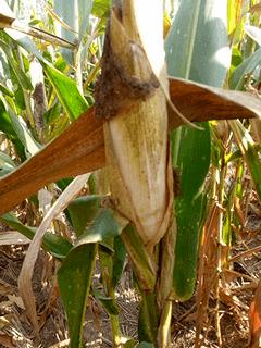 十条笑话：二货哥们给大家表演花式足球，结局太意外！