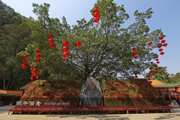 居于涟岸隐于湖，到肇庆体验离尘不离城的精致慢生活