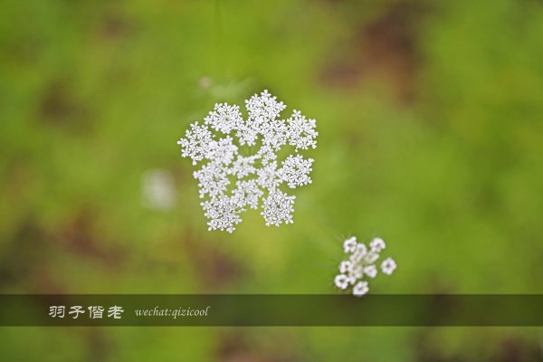 居于涟岸隐于湖，到肇庆体验离尘不离城的精致慢生活