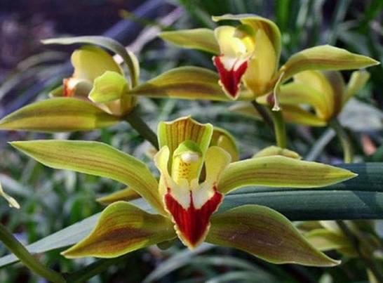云南兰花名贵品种图片介绍,云南兰花老品种有哪些图片