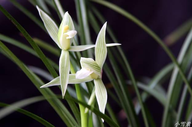 云南最贵的兰花品种有几种,云南兰花名贵品种图片介绍