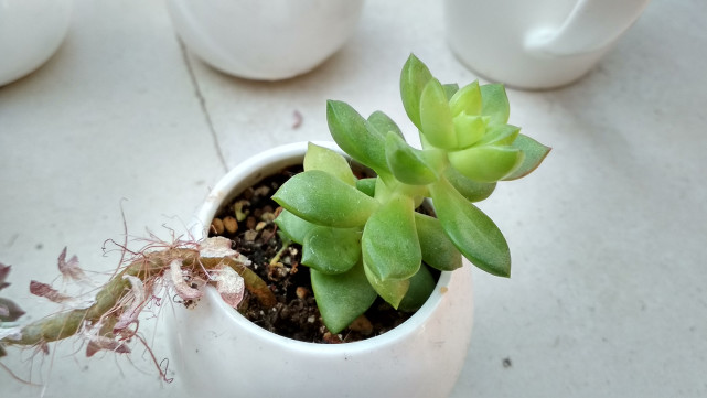 红米手机4高配和红米4x,小米4和红米4x选哪一个