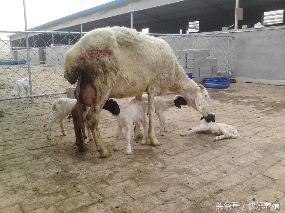 母羊难产肚子里有死胎该怎么助产,母羊难产人工助产方法