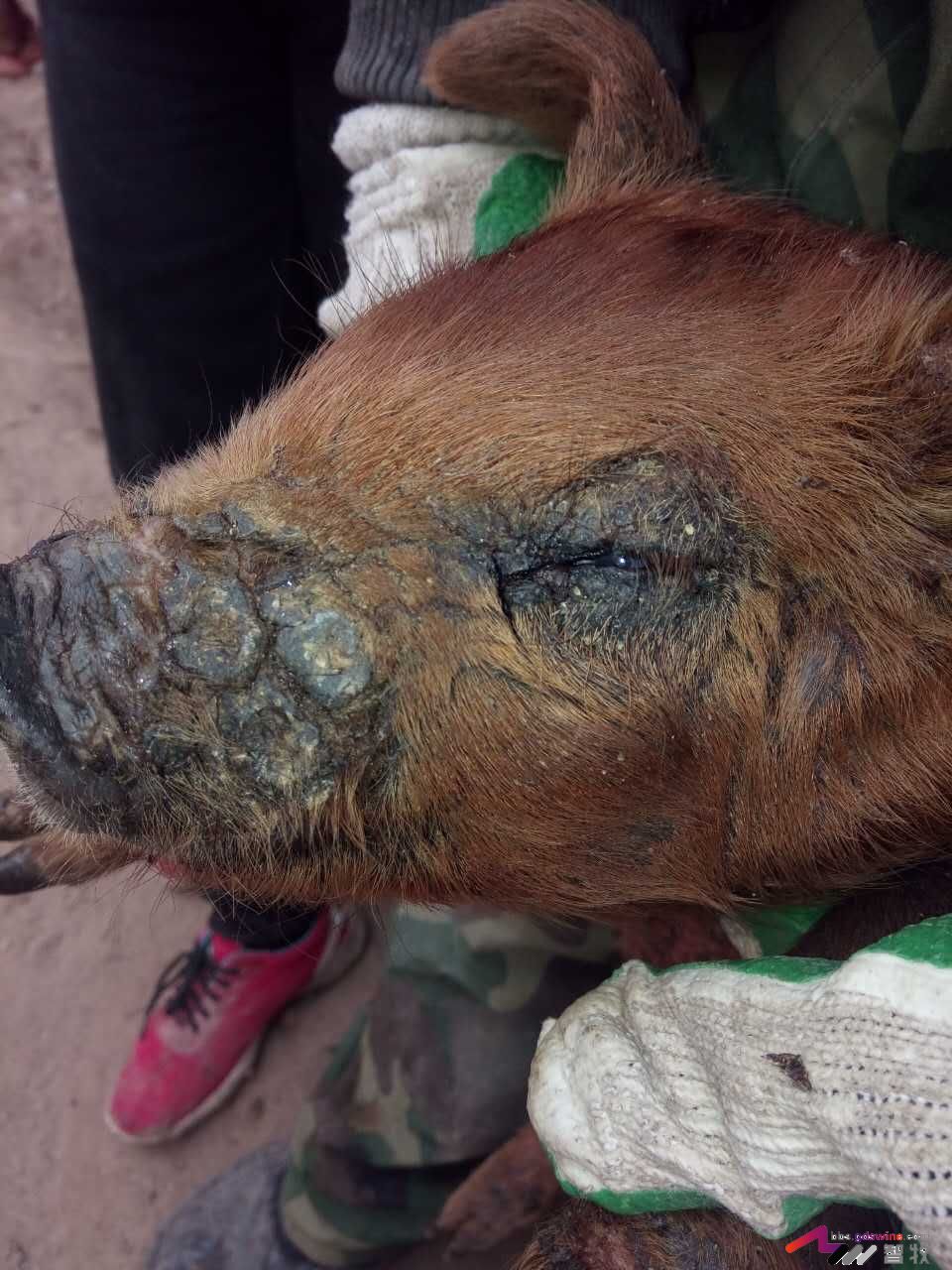 仔猪遇着这种“皮肤病”该如何处理？-健康管理论坛-聊天全记录