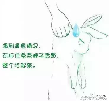 养兔技术与兔疾病防治顺序流程,养兔如何用玉米喂兔长得快视频