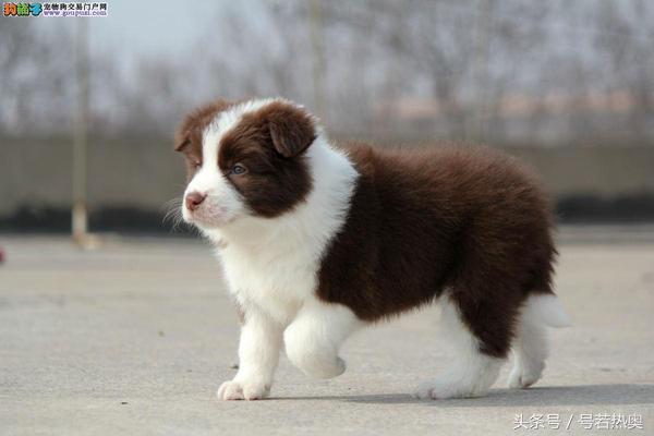 四个月边牧拉稀软便精神很好,不知什么原因边牧经常拉稀屎