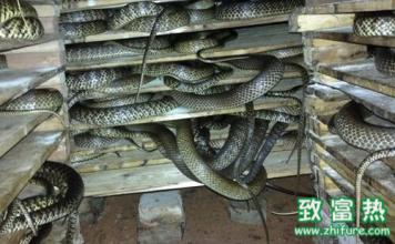 2017年下一个蓝海在农村,马上挣到人生的第一桶金