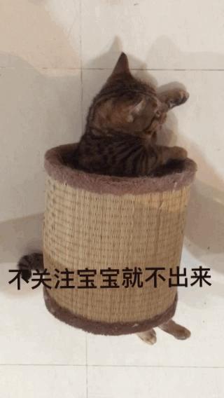 小奶猫第一次吃猫粮,小奶喵吃零食视频