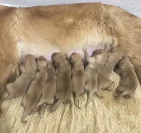 金毛下了七个崽奶水够吃吗,金毛生崽奶水不足