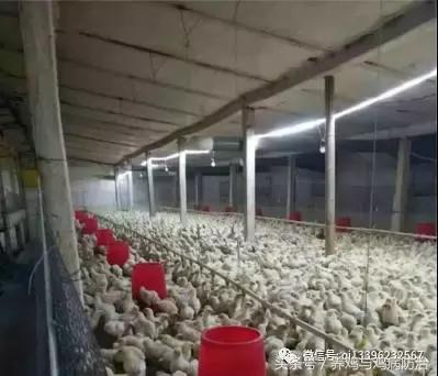 led节能鸡场专用暖光灯,鸡舍专用照明灯led