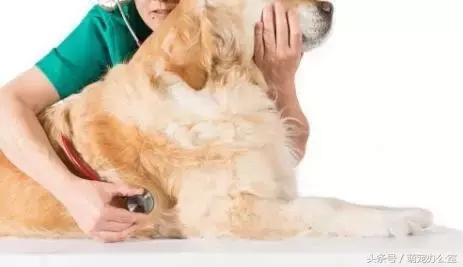 怀孕期的狗狗一定要注意，否则后果不堪设想！